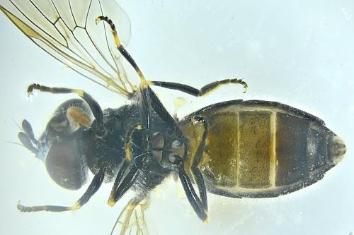 Heringia heringi